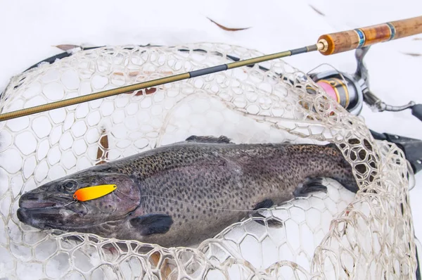 Området Vinterfiske Regnbåge Fisk Snö — Stockfoto