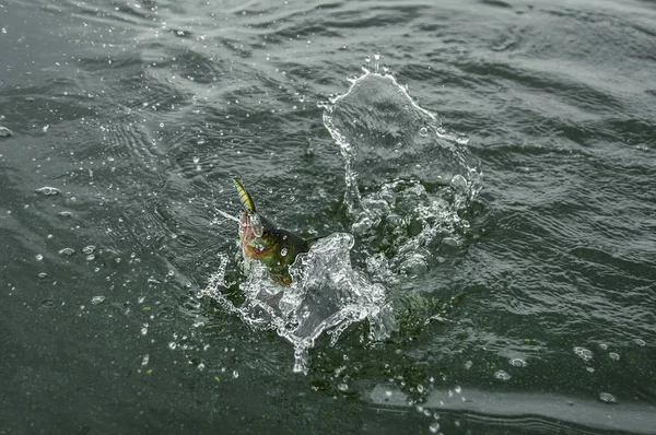 水でキャッチしたルアーで魚のスズキのスプラッシュ — ストック写真