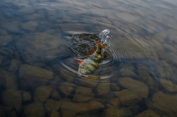 Poisson Perche Éclaboussure Dans Eau Sur Fond Pierres — Photo