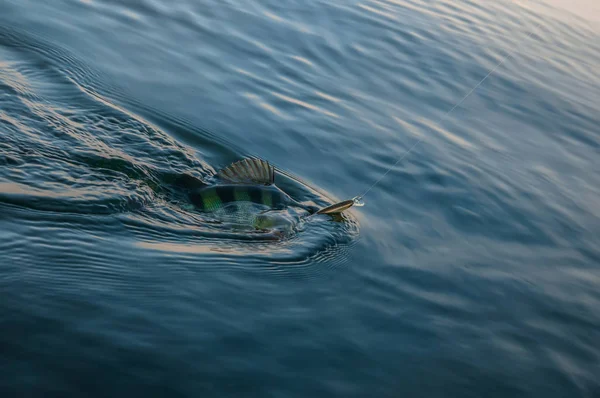 Всплеск Окуня Рыбы Воде Фоне Камней — стоковое фото