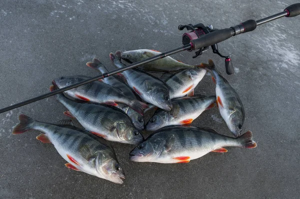 Winter Vissen Uss Perch Vis Met Visserij Pakt Ijs — Stockfoto