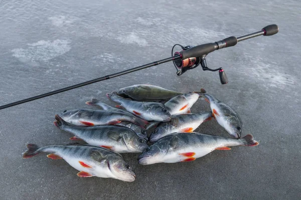 Zimní Rybolov Ryba Okoun Rybářské Cajky Ledě — Stock fotografie