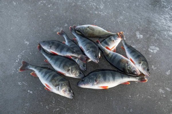 Zimní Rybolov Pod Ledem Ryba Okoun Sněhu — Stock fotografie