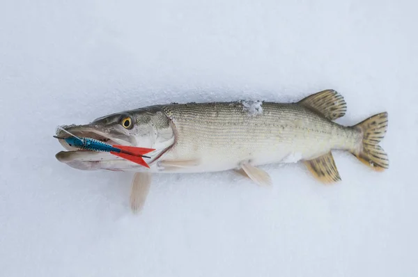 Pike Fish Lies Snow Winter Ice Fishing — Stock Photo, Image