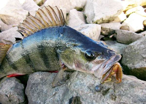 Perch fish on stone with fishing lure