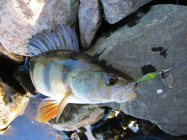 Perch fish on stone with fishing lure