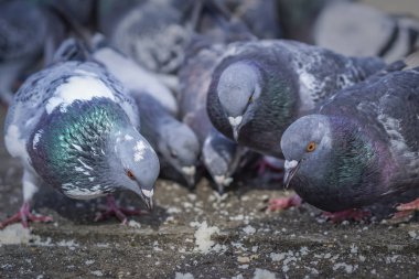 Ekmek kırıntıları yeme parktaki güvercinler
