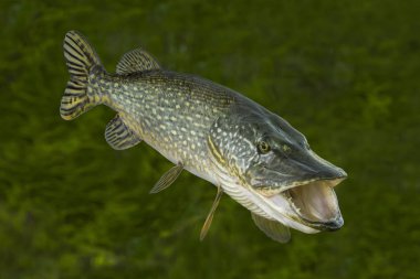 Fishing. Big live pike fish isolated on natural green background clipart