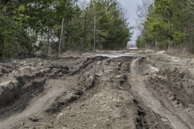 Ormanda bataklık toprak yol. Yolculuğa