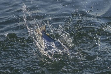 Suda balık atladıktan sonra sıçramasına ile fishtail. Alan alabalık somon balıkçılık