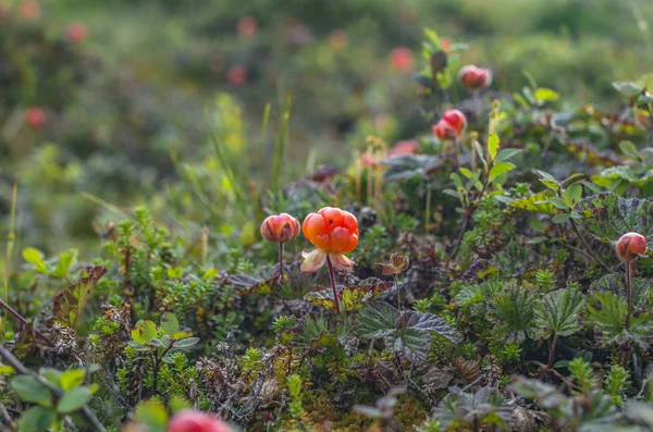 Olgun cloudberry. Doğal ortamda olgun çilek