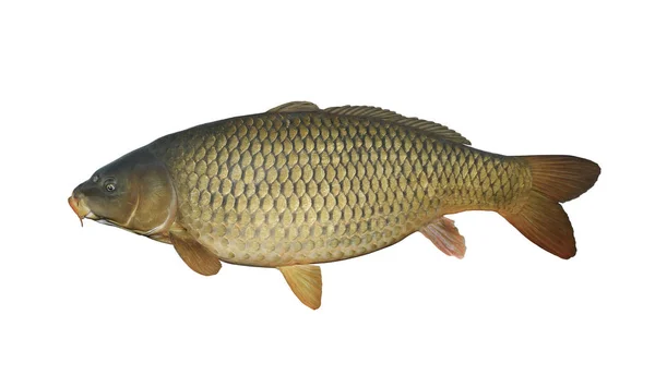 Carp Isolated White Background Fish Trophy — Stock Photo, Image