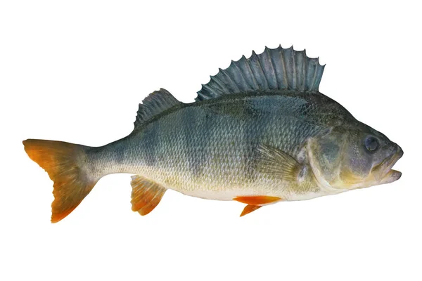 Perch Fish Trophy Isolated White Background — Stock Photo, Image