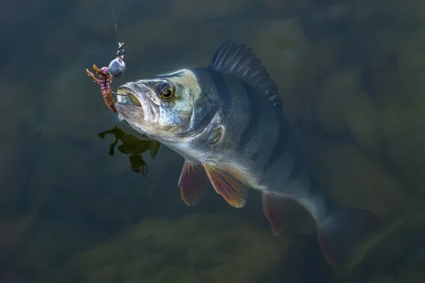 Trofeo Pesce Persico Pescato Acqua Fondo Pesca — Foto Stock