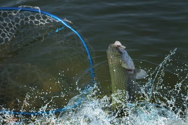 Odběr Ryb Pstruh Lososový Podběrák Vodě Oblasti Rybolovu Pozadí — Stock fotografie