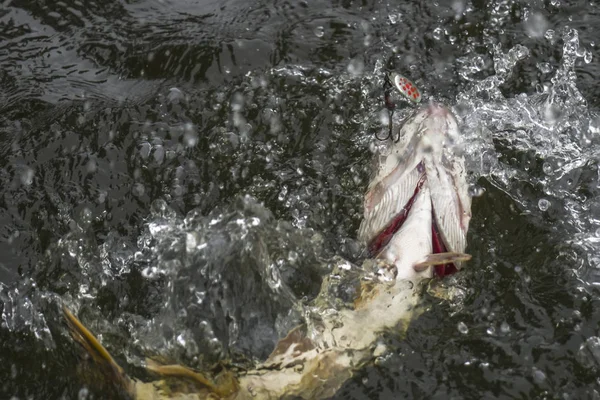 Hechtfischtrophäe Wasser Mit Planschen — Stockfoto