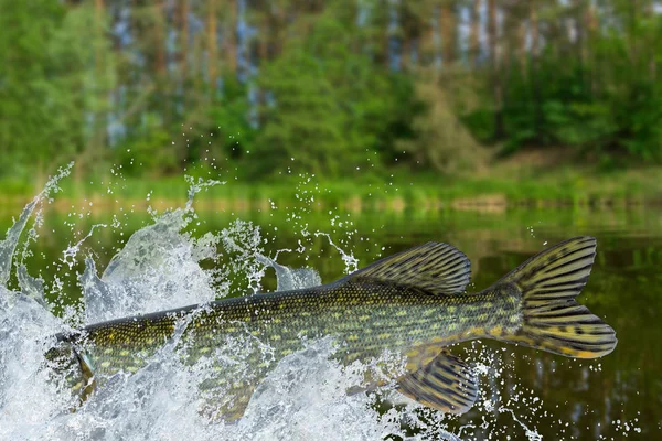 Pesca Cola Lucio Saltando Con Salpicaduras Agua — Foto de Stock