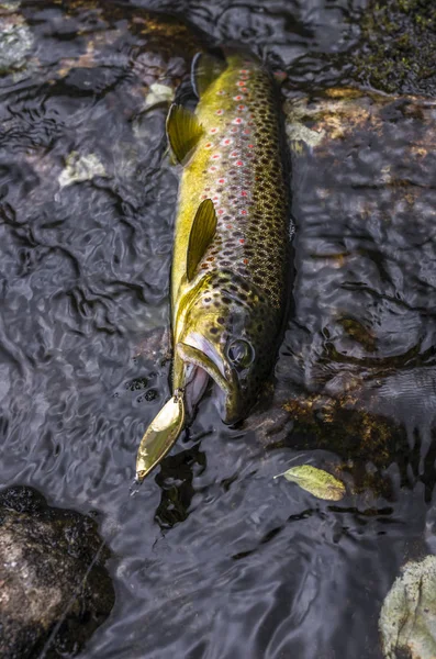 Regenboogforel Vis Het Water Van Rivier Van Berg Noorwegen — Stockfoto