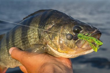 Levrek balığı kupa balıkçı su üstünde elinde.