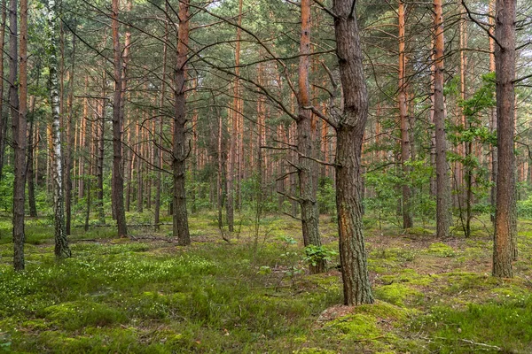 Mañana Verano Hermoso Bosque Pinos Verdes — Foto de Stock