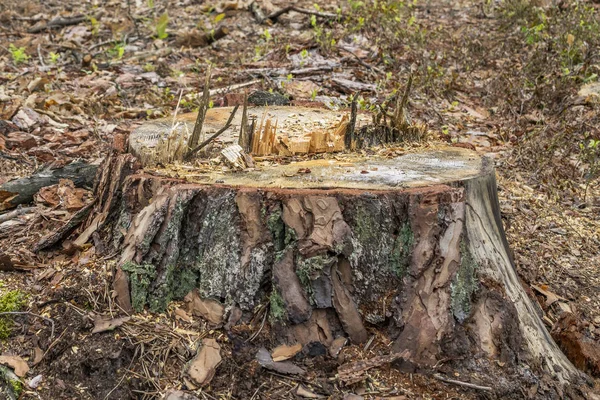 Avskogningskoncept Stubbar Stockar Och Grenar Träd Efter Skogsavverkning — Stockfoto