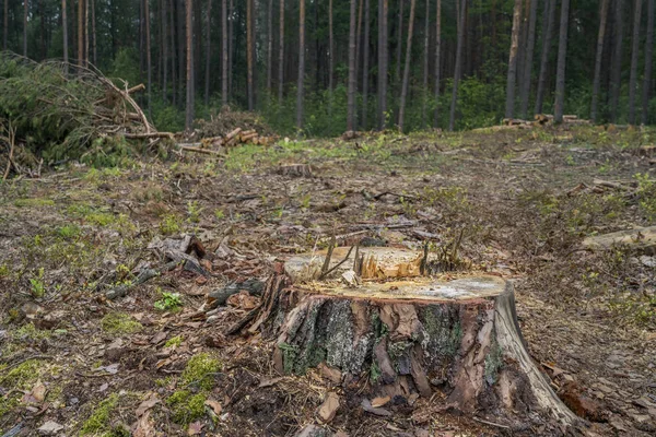 Concepto Deforestación Trozos Troncos Ramas Árboles Después Talar Bosque — Foto de Stock