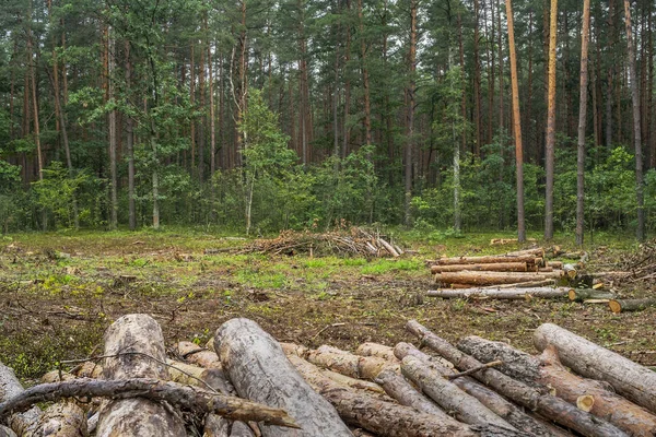 Koncept Odlesňování Pahýly Klády Větve Stromů Kácení Lesa — Stock fotografie