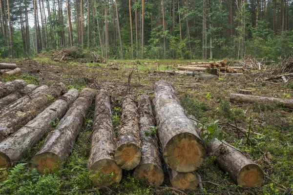 Koncept Odlesňování Pahýly Klády Větve Stromů Kácení Lesa — Stock fotografie