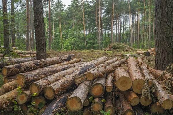 Avskogningskoncept Stubbar Stockar Och Grenar Träd Efter Skogsavverkning — Stockfoto