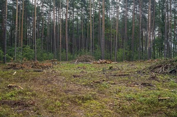 森林破壊の概念 伐採後の木の切り株 — ストック写真