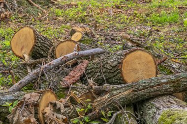 Ormanların yok edilmesi konsepti. Ormanı kestikten sonra ağaç kütükleri, kütükleri ve dalları