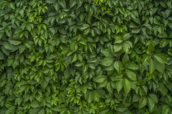 Żywo Żywopłot Winogron Maiden Girlish Naturalny Zielony Ściana Tekstur Inserta — Zdjęcie stockowe