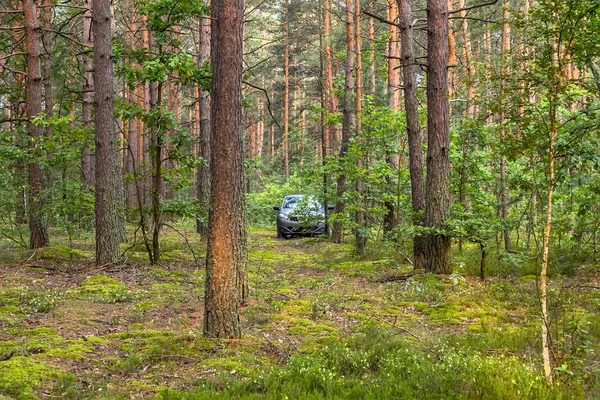 Graues Auto Schönen Grünen Kiefernwald — Stockfoto