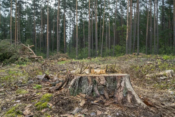 Concepto Deforestación Trozos Troncos Ramas Árboles Después Talar Bosque — Foto de Stock