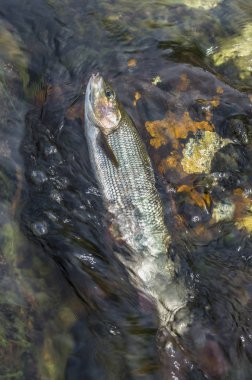 Gölge balığı balık su nehir taşları üzerinde. Vahşi Nehirde balık tutma