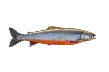 Arctic char fish isolated on white background clipart