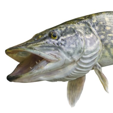 Pike izole üzerinde beyaz arka plan balık. Dişleri olan açık çene ile kupa Başkanı