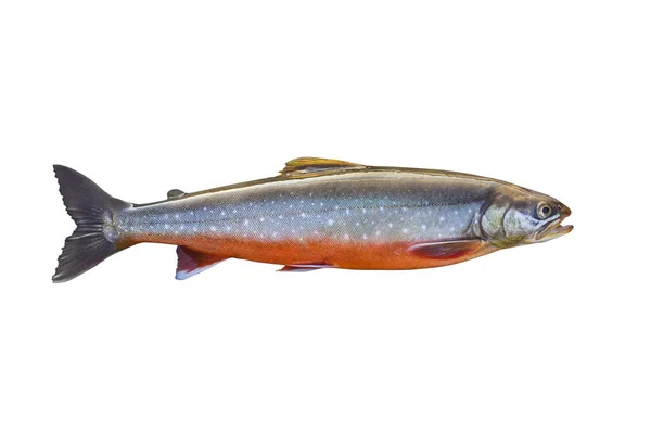 Arctic Char Izole Üzerinde Beyaz Arka Plan Balık — Stok fotoğraf