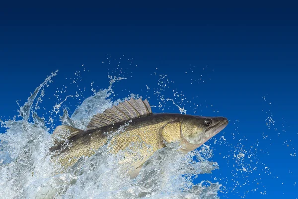 Pesca Pesce Zander Che Salta Con Spruzzi Acqua — Foto Stock