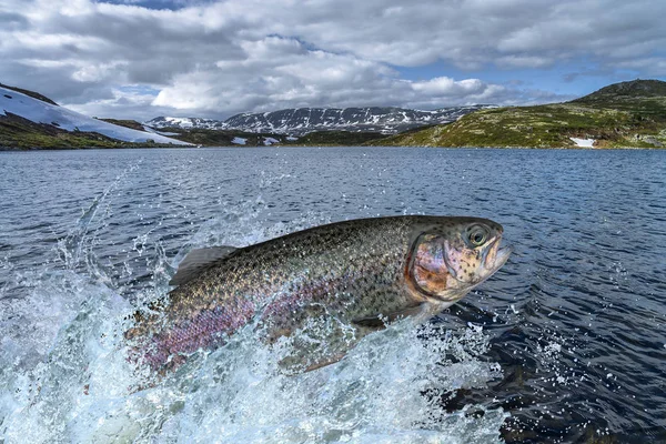 Fischerei Regenbogenforellenfische Springen Mit Planschen Wasser — Stockfoto
