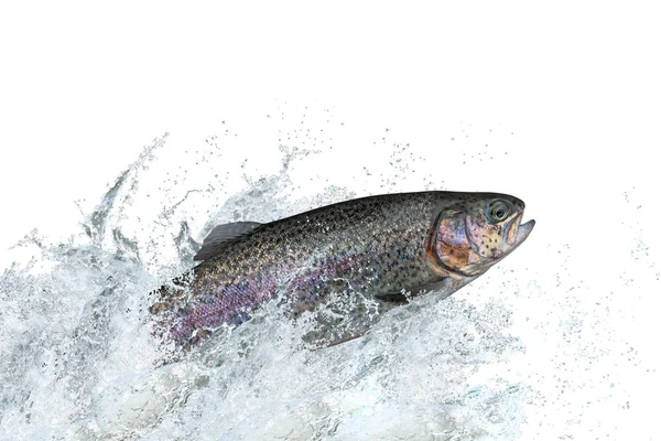 Wędkowanie Pstrąg Tęczowy Ryby Skoki Zalewaniem Wodzie — Zdjęcie stockowe