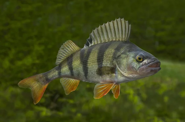 Peixe Poleiro Vivo Isolado Sobre Fundo Verde Natural — Fotografia de Stock