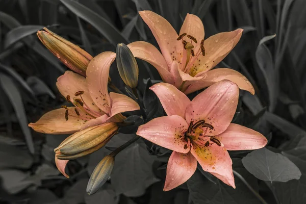 Naranjas Lirios Flores Sobre Fondo Borroso Oscuro — Foto de Stock