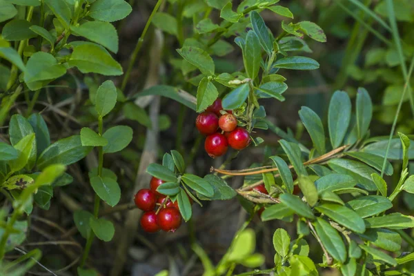 Berry-field of cowberry and lingonberry in forest. Ripening berries in the natural environment