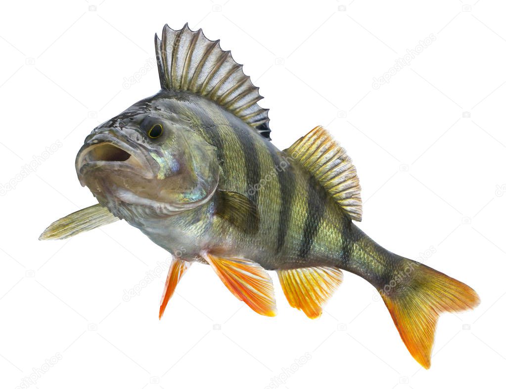 Perch fish trophy isolated on white background. Perca fluviatilis