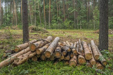 Ormanların yok edilmesi konsepti. Ormanı kestikten sonra ağaç kütükleri, kütükleri ve dalları