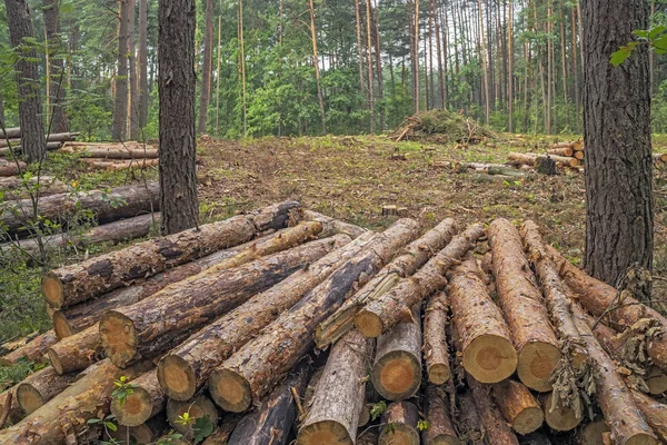Deforestation Concept Stumps Logs Branches Tree Cutting Forest — Stock Photo, Image