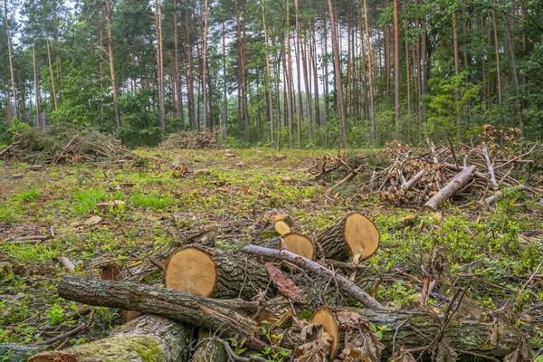 Koncept Odlesňování Pahýly Klády Větve Stromů Kácení Lesa — Stock fotografie