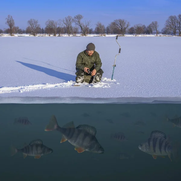 Winter Fishing Concept Fisherman Action Catching Perch Fish Snowy Ice — Stock Photo, Image