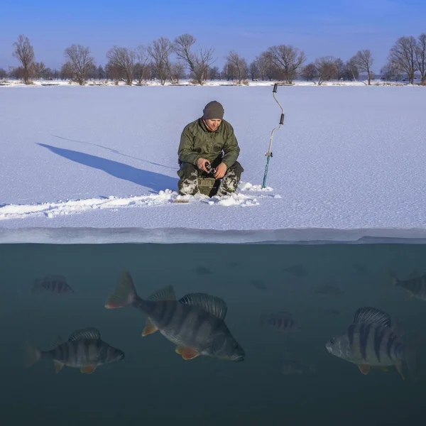 Conceito Pesca Inverno Pescador Acção Pegando Peixes Poleiro Gelo Nevado — Fotografia de Stock